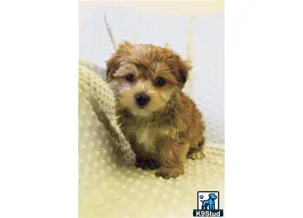 a small maltipoo dog on a blanket